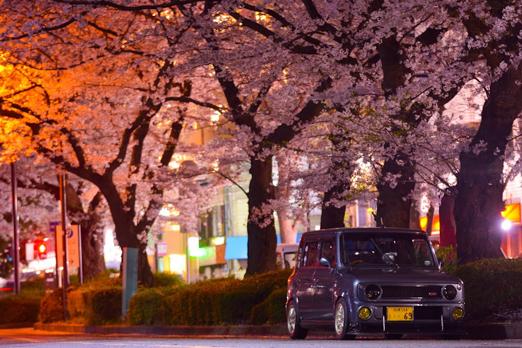 アルトラパンの医療従事者にエールを・さくラパン・サクラコラボ・桜・夜桜に関するカスタム事例の投稿画像7枚目