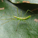 Assassin Bug nymph