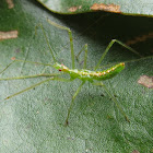 Assassin Bug nymph