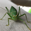 Katydid