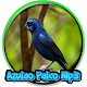 Download Azulao Palco Mp3 For PC Windows and Mac 1.0