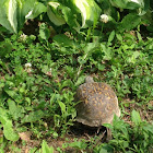 Eastern Box Turtle