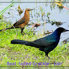 Boat-tailed Grackle