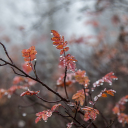 Autumn yellow leaves