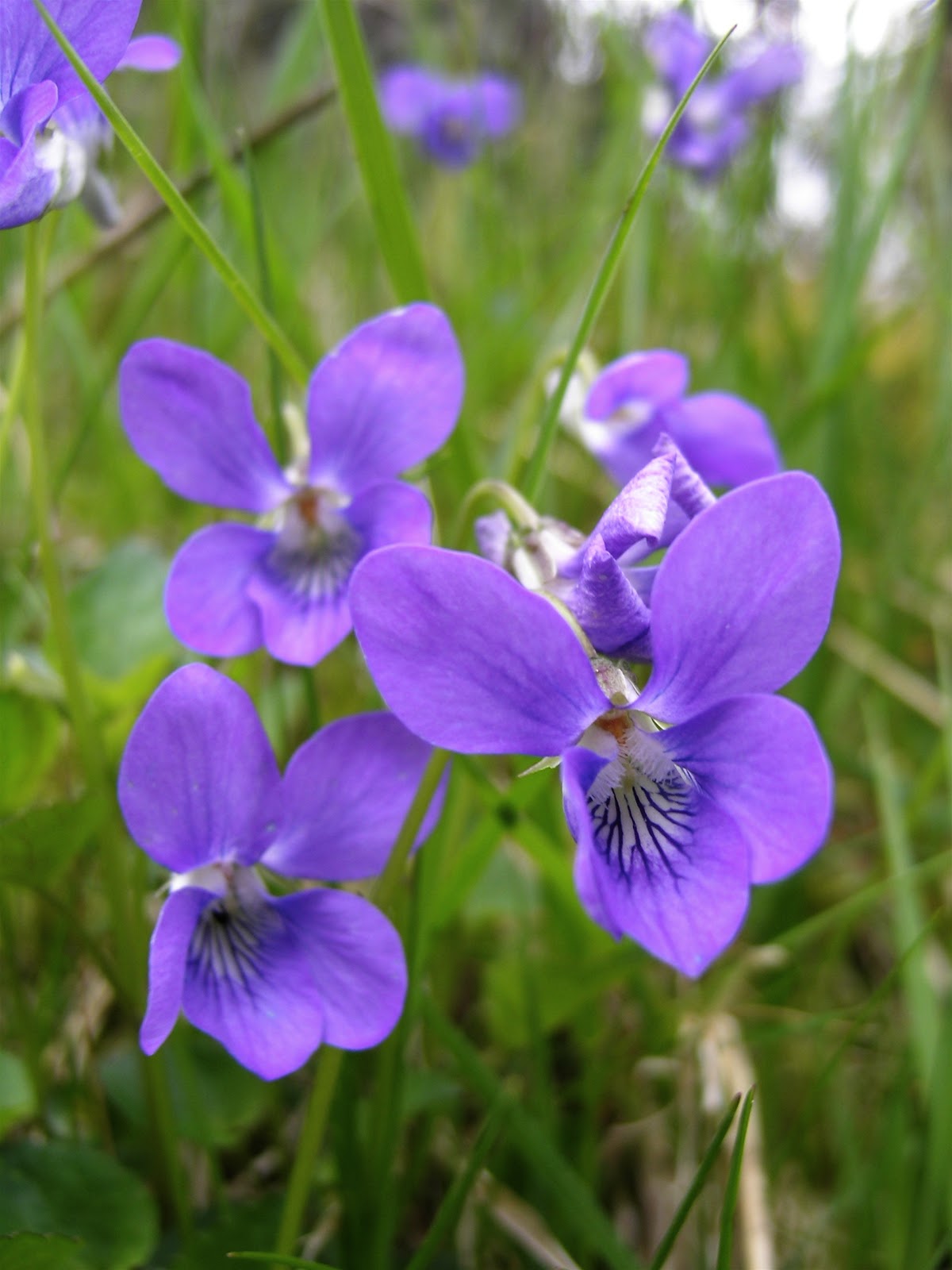 https://upload.wikimedia.org/wikipedia/commons/9/99/Ulrika_-_Skogsviol%2C_Viola_riviniana_%28by%29.jpg