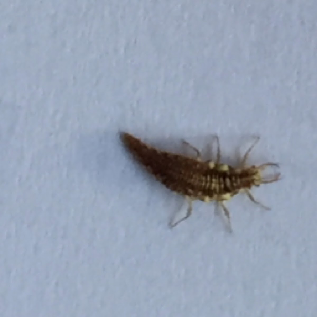 Common Lacewing, larva