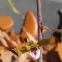 Chinese crown orchid