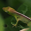 Cuban Green Anolis