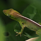 Cuban Green Anolis