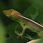 Cuban Green Anolis