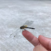 Blue Dasher