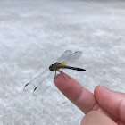 Blue Dasher