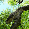 Black-crowned Night-Heron