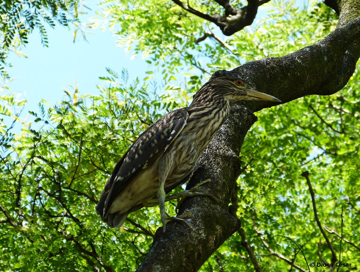 Black-crowned Night-Heron