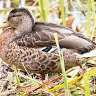 Mallard