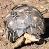 Madagascan Radiated Tortoise