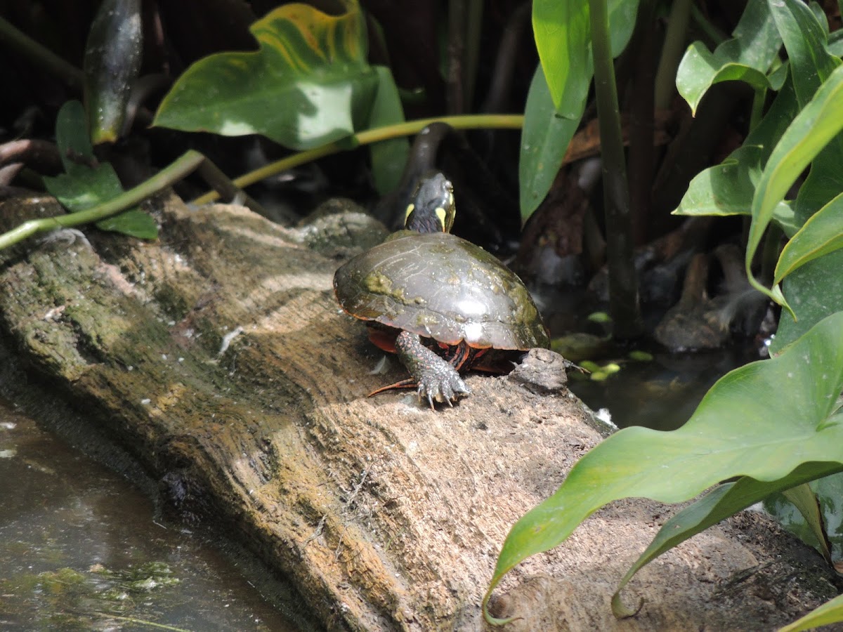 Midland Painted Turtle