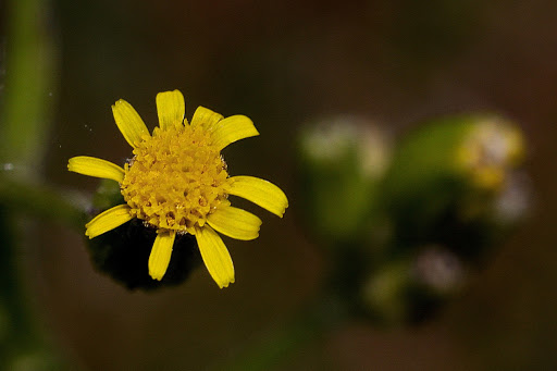 Senecio lividus