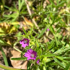 Cut-leaved Crane's-bill