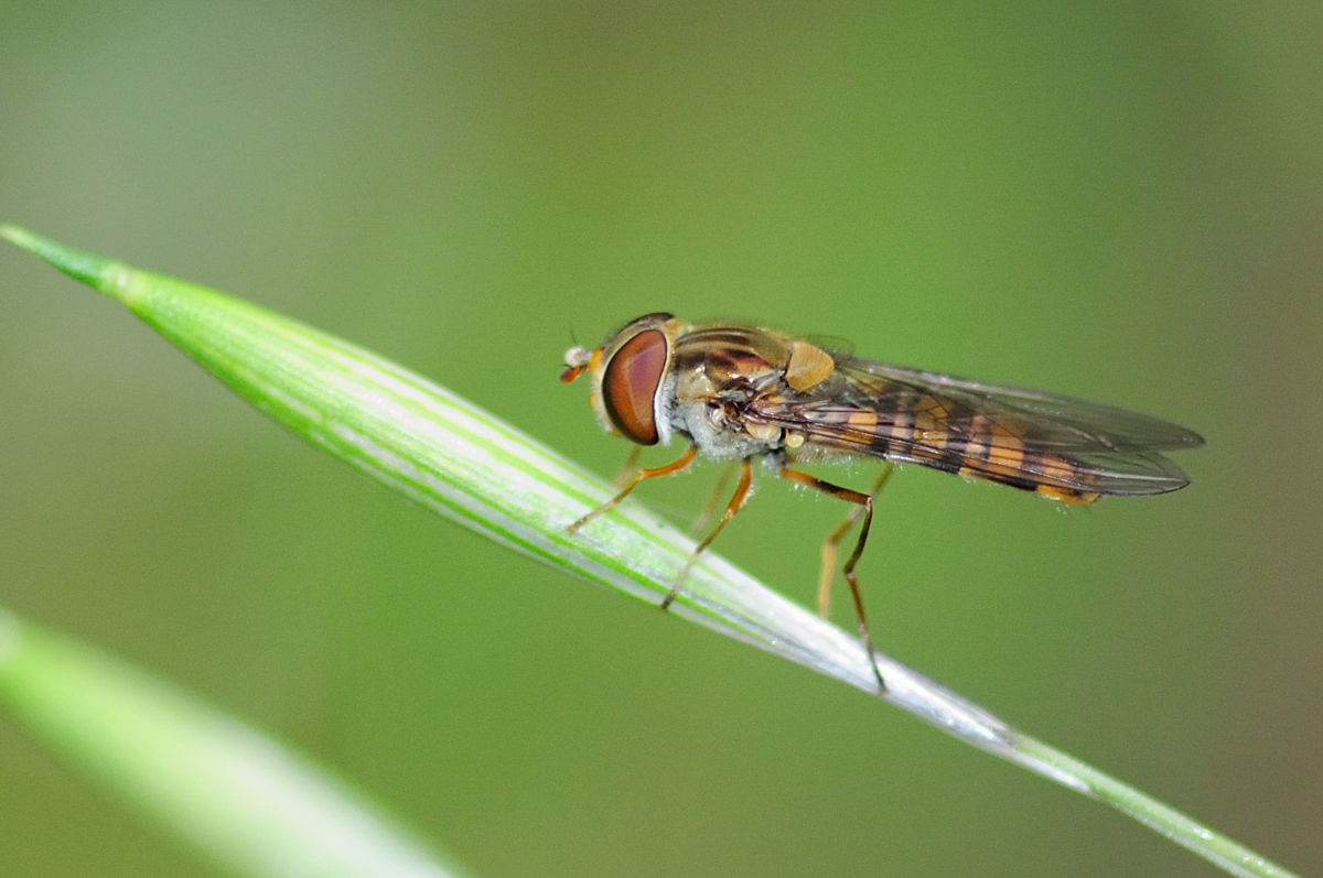 Marmalade hoverfly; Mosca cernidora