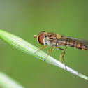 Marmalade hoverfly; Mosca cernidora