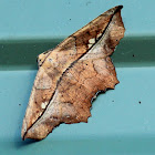 Geometrid Moth