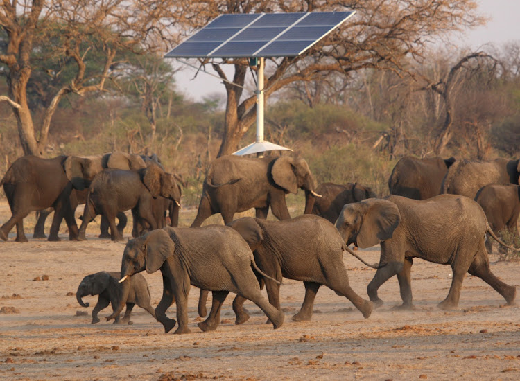 A group of elephants walk near a solar panel at a watering hole inside Hwange National Park, in Zimbabwe, October 23, 2019.