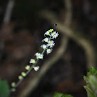 Twoleaf Bishop's Cap