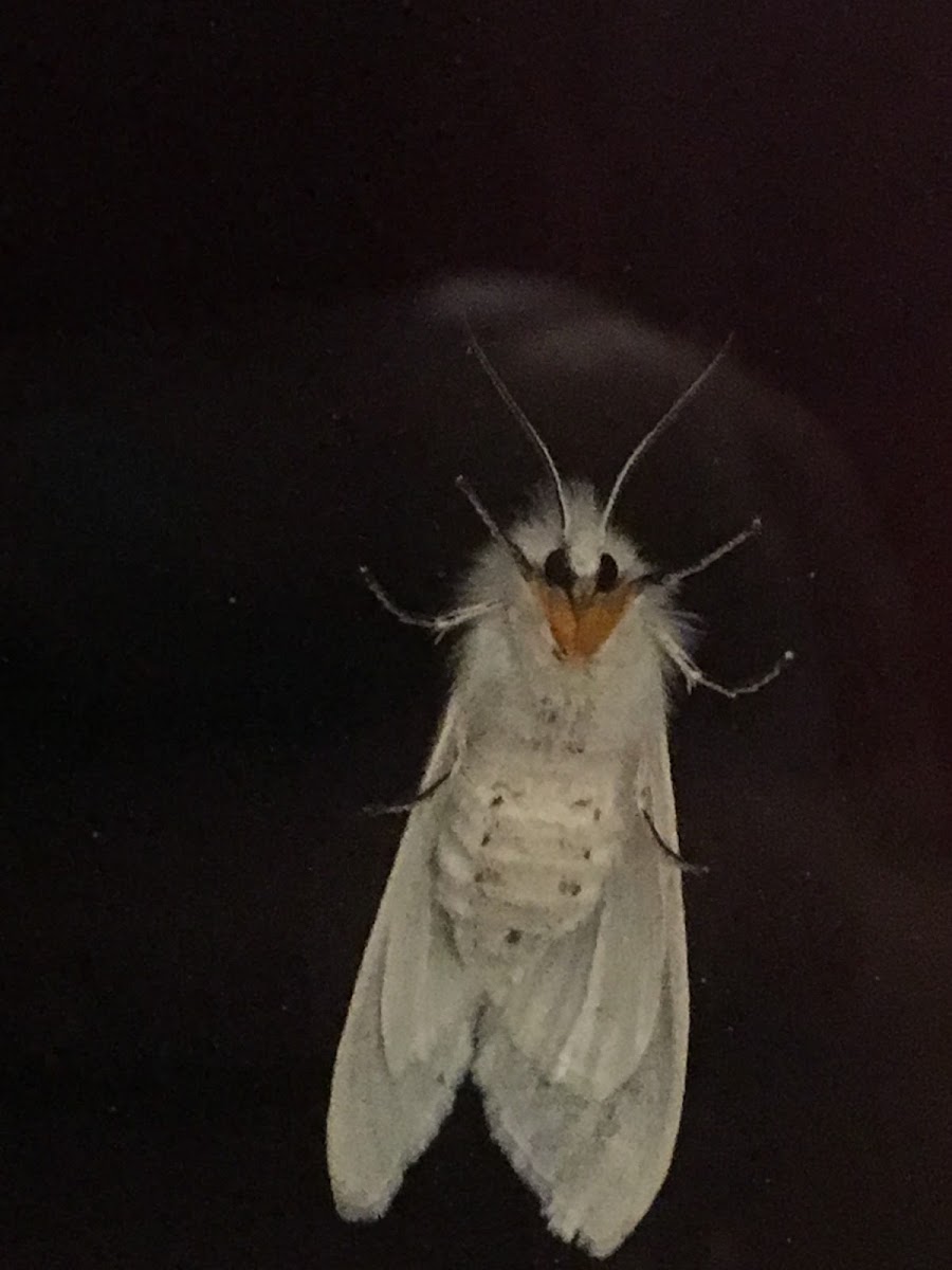 Fall Webworm Moth