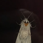 Fall Webworm Moth