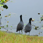 American Coot