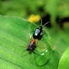 Shining Leaf Beetles