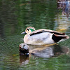 Baikal teal