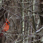 Male Red Cardinal