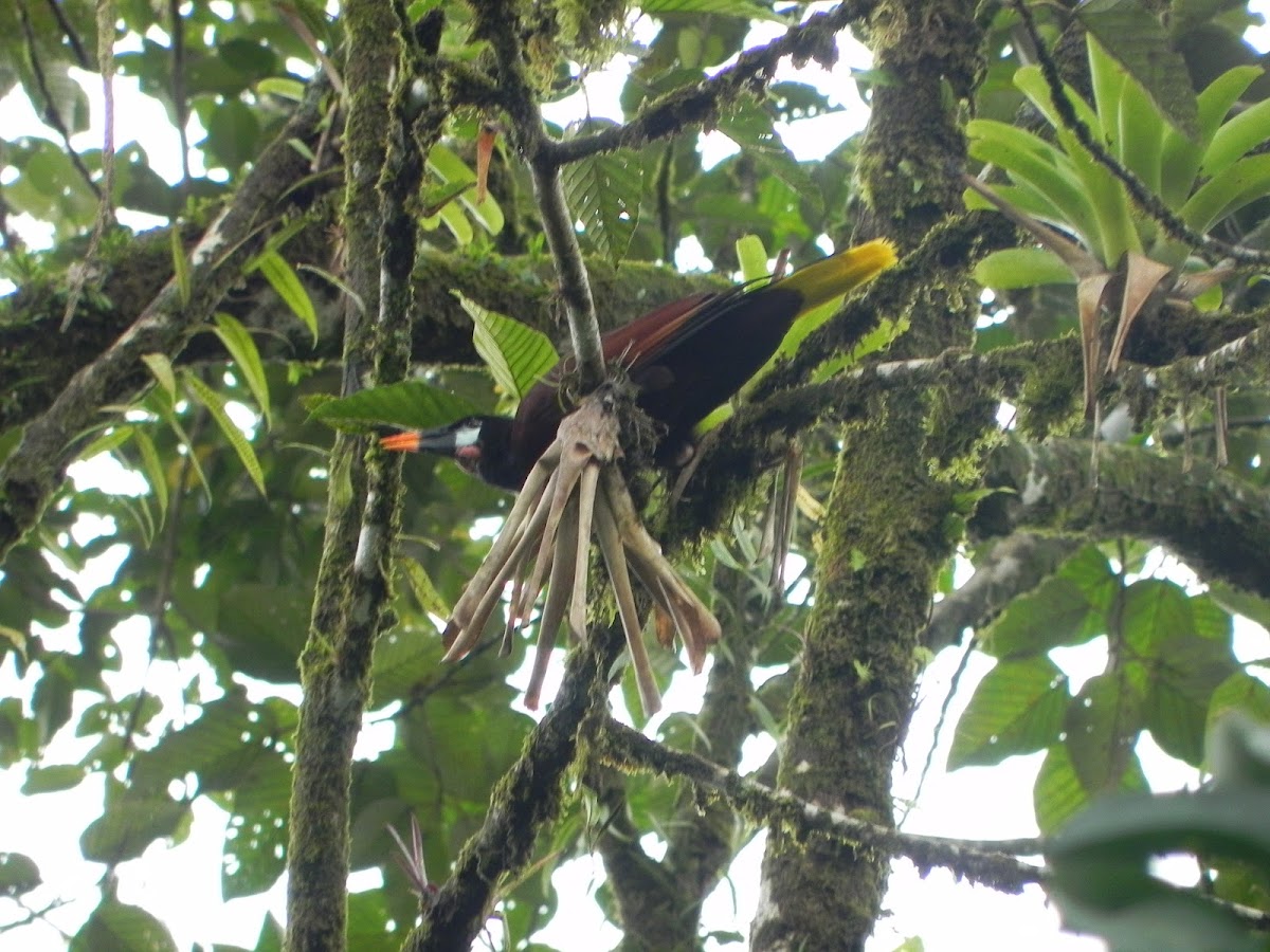 Montezuma Oropendola