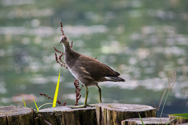 gallinella d'acqua di gasparella andrea