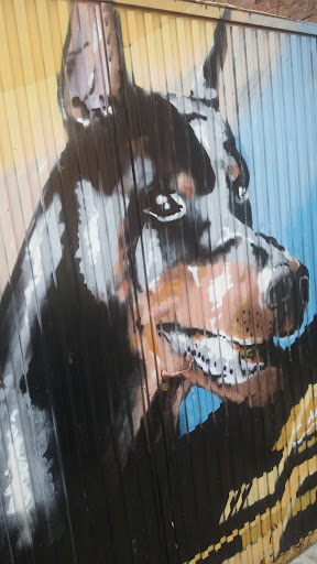 Doberman Graffiti 