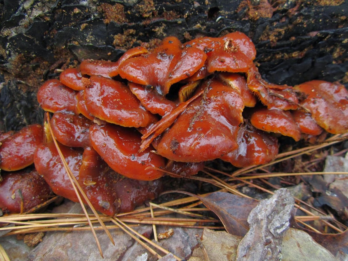 Winter Mushroom