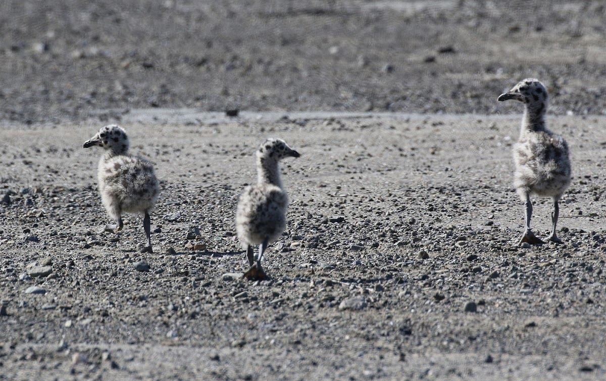 Western Gull