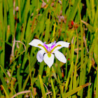 Fairy Iris