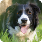 Border Collie Wallpaper Apk