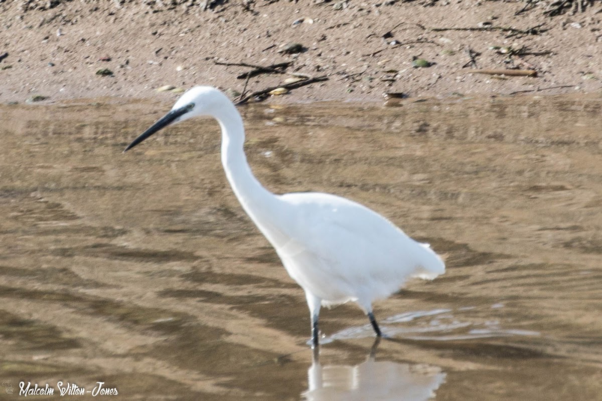 Little Egret