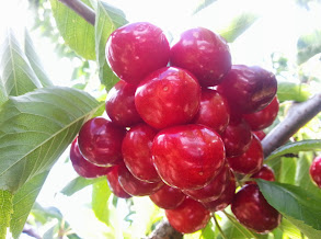 Cerezas