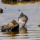 Curlew Sandpiper; Calidris ferruginea