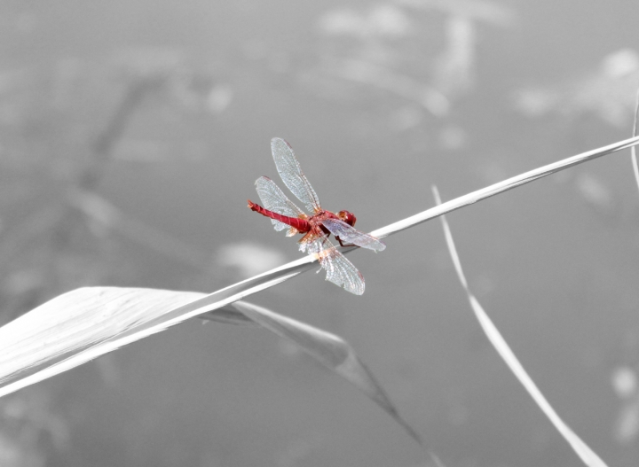 Libellula rossa di danyvolcom