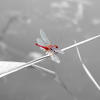 Libellula rossa di 