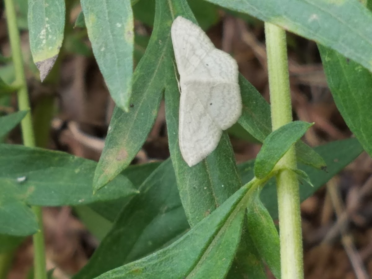 Large lace border moth