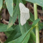 Large lace border moth