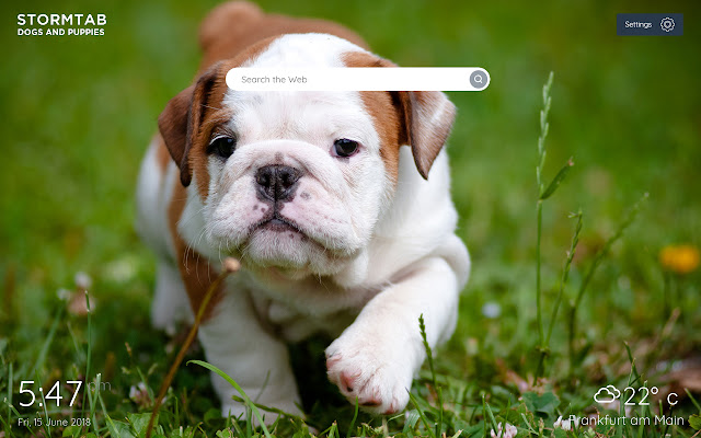 Dogs and Puppies Wallpapers & New Tab