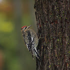 Yellow-bellied Sapsucker